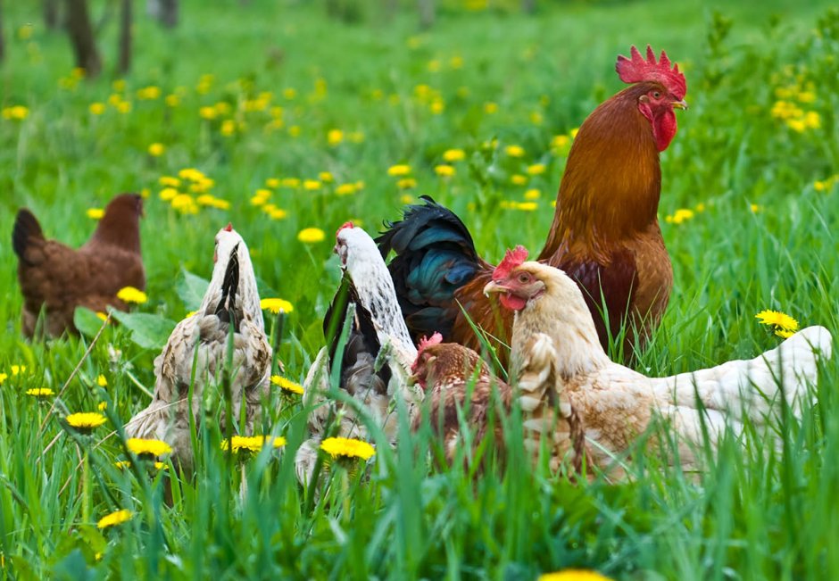 Дикие куры в природе