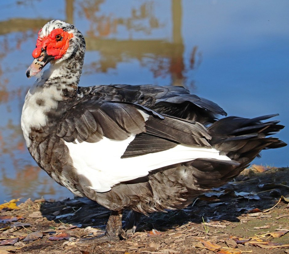 Утка кряква с утятами