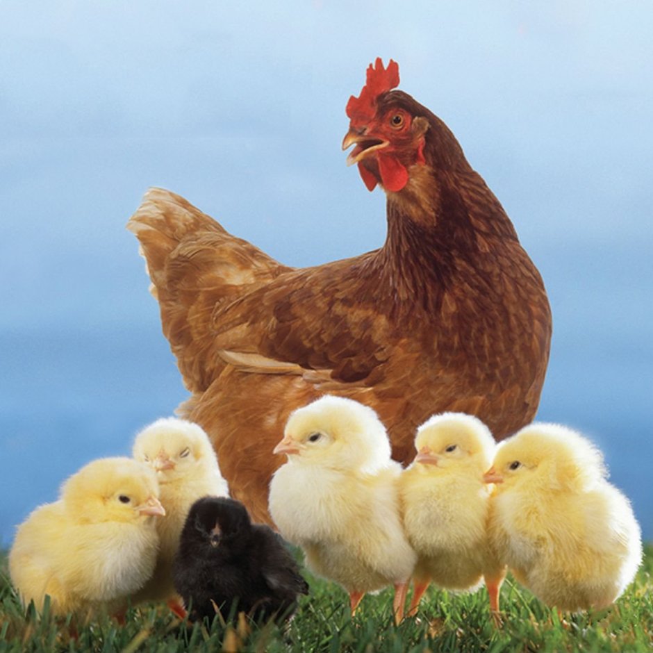 Толстый Гусь