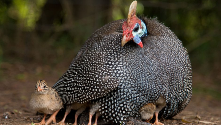 Домашние птицы индюшка и индюшонок для детей