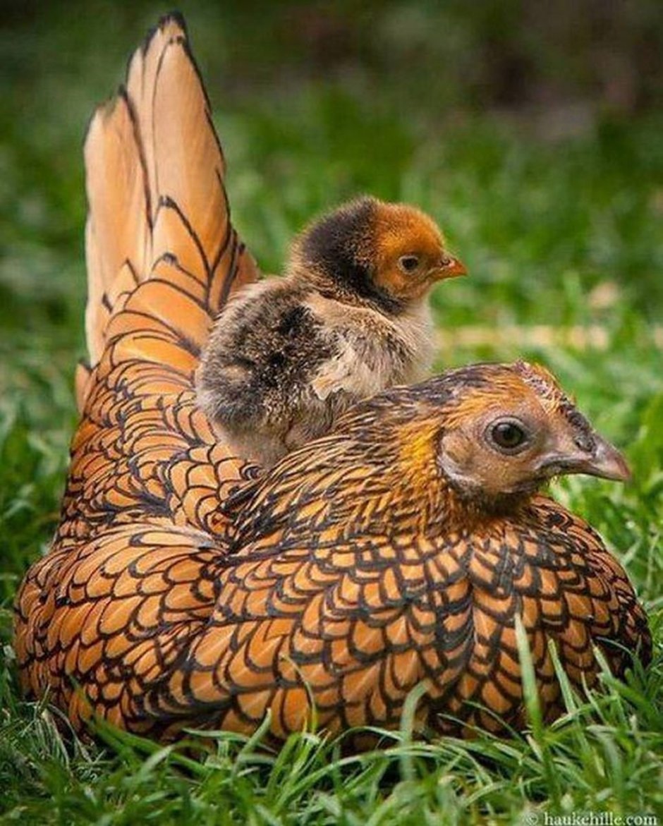 Курица с цыплятами