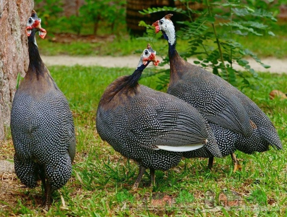 Домашние птицы