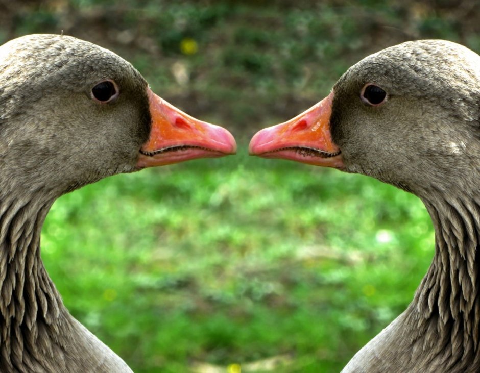 Американ куры