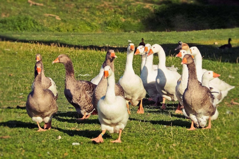 Утки породы кряква