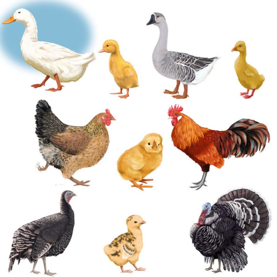 Куры Ломан Браун