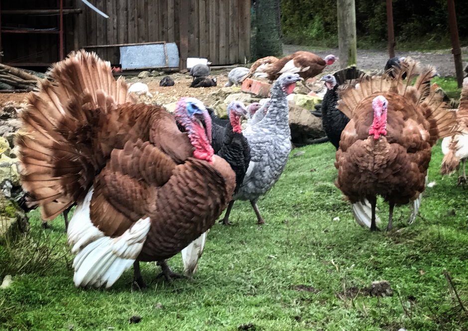 Канадский Гусь казарка