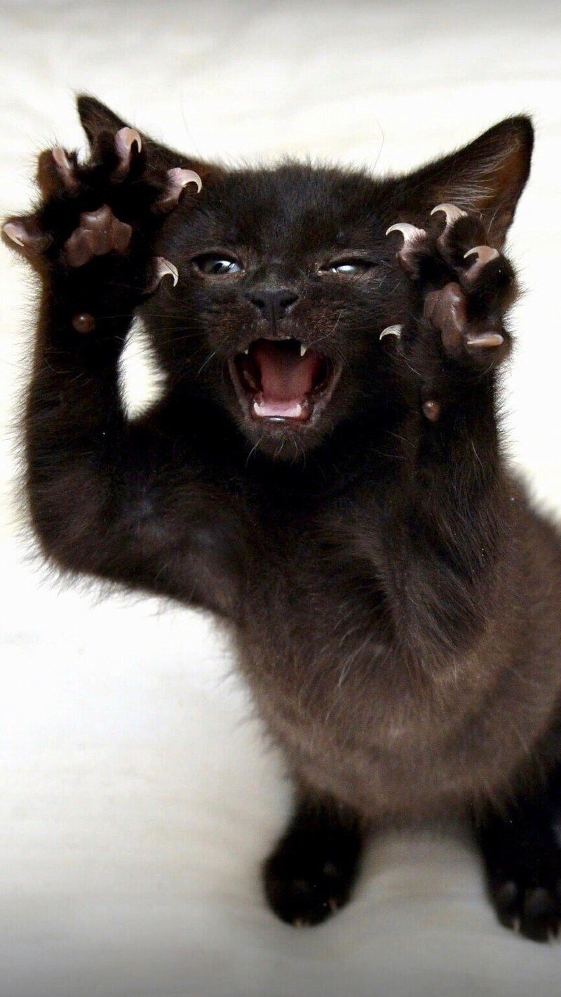 Злой котенок