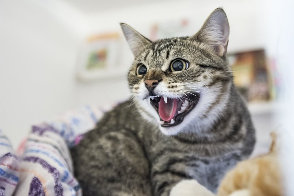 Оскал кота