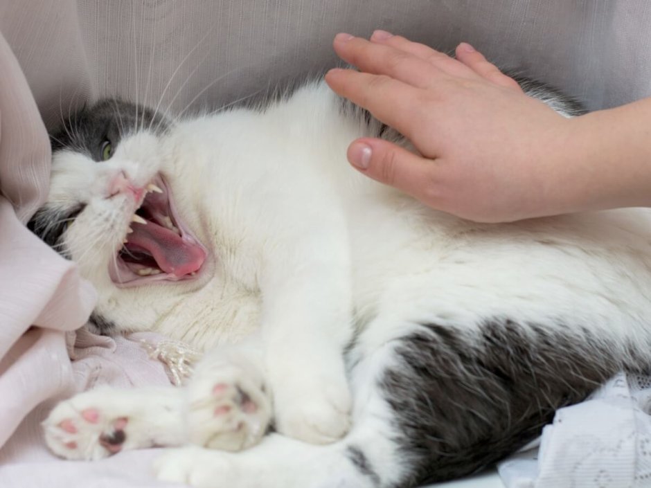 Кусачий кот