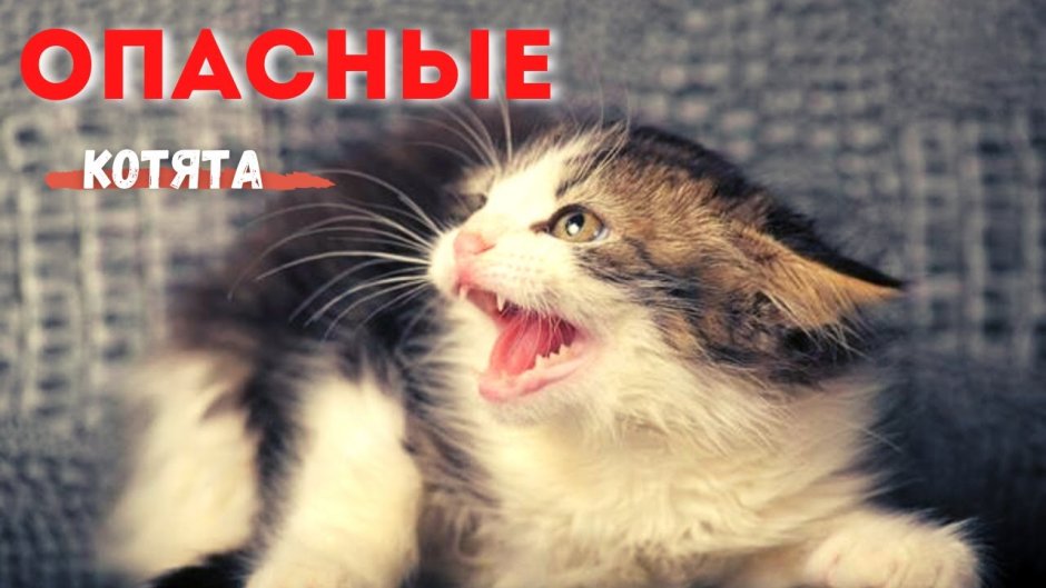 Шипящий маленький котенок