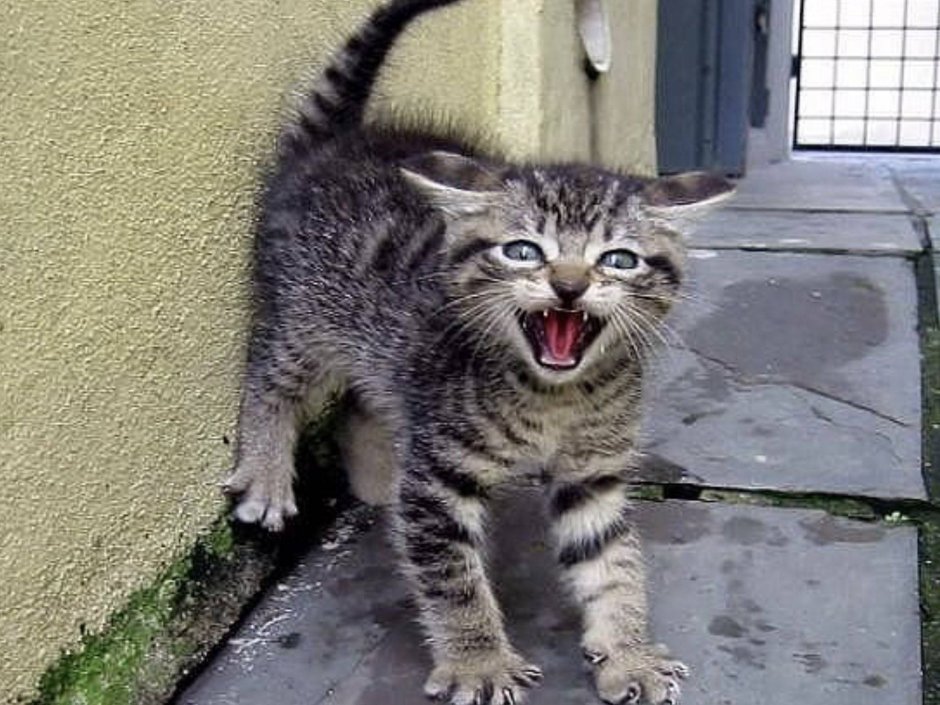 Агрессивный кот