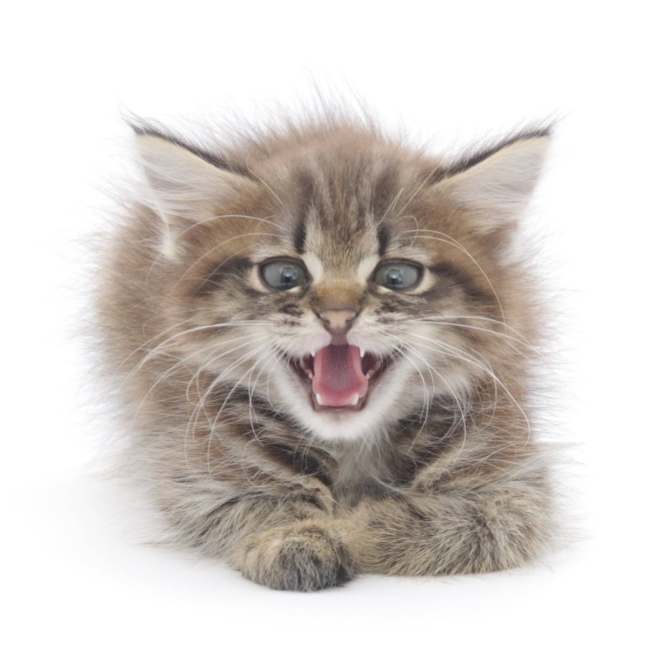 Маленький серенький котенок шипит