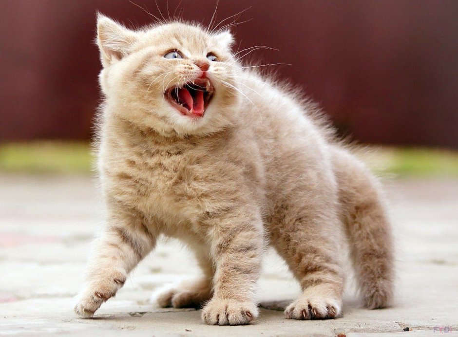 Веселый котик