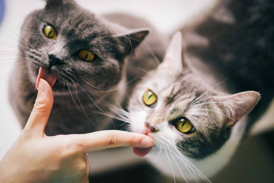 Котенок шипит