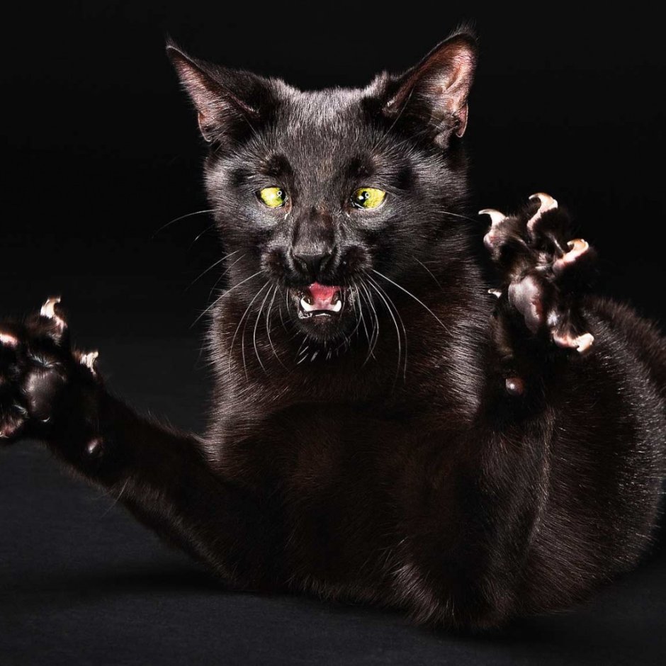 Бешеный кот