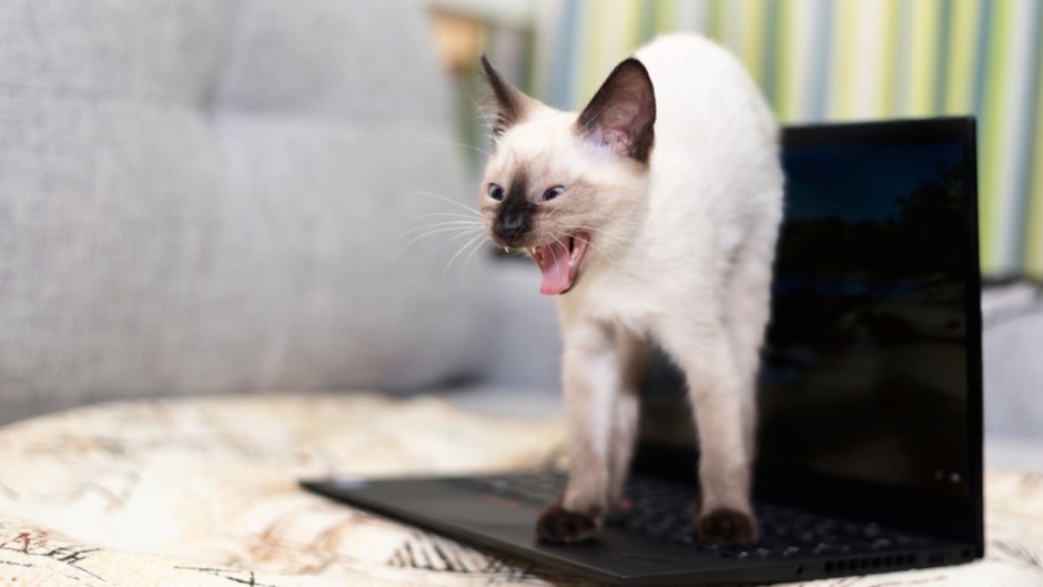 Котик скорчился