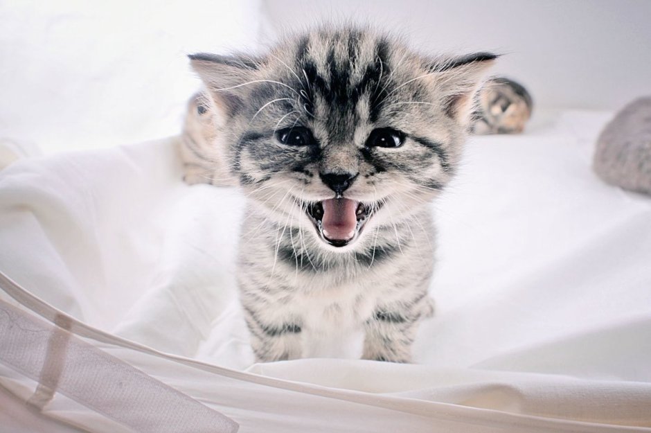 Няшные котята