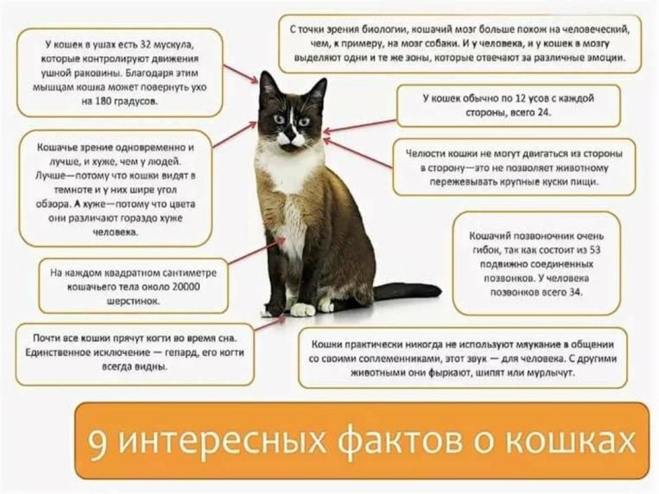 Интересные факты о кошках