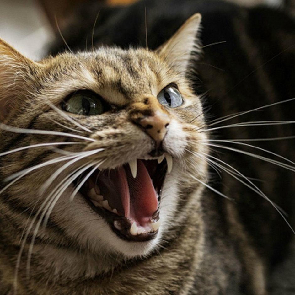 Кошка шипит