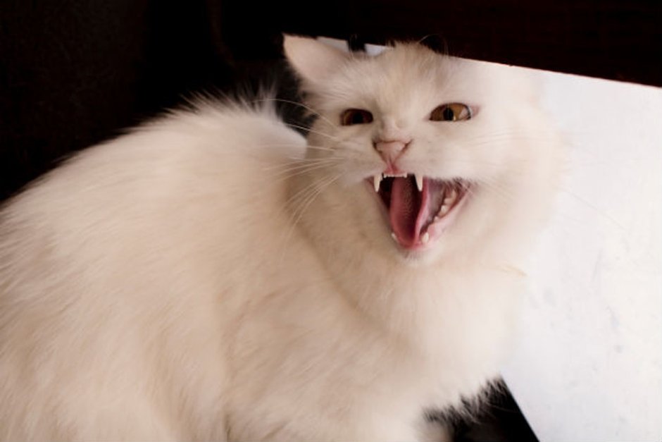 Белый котенок злится