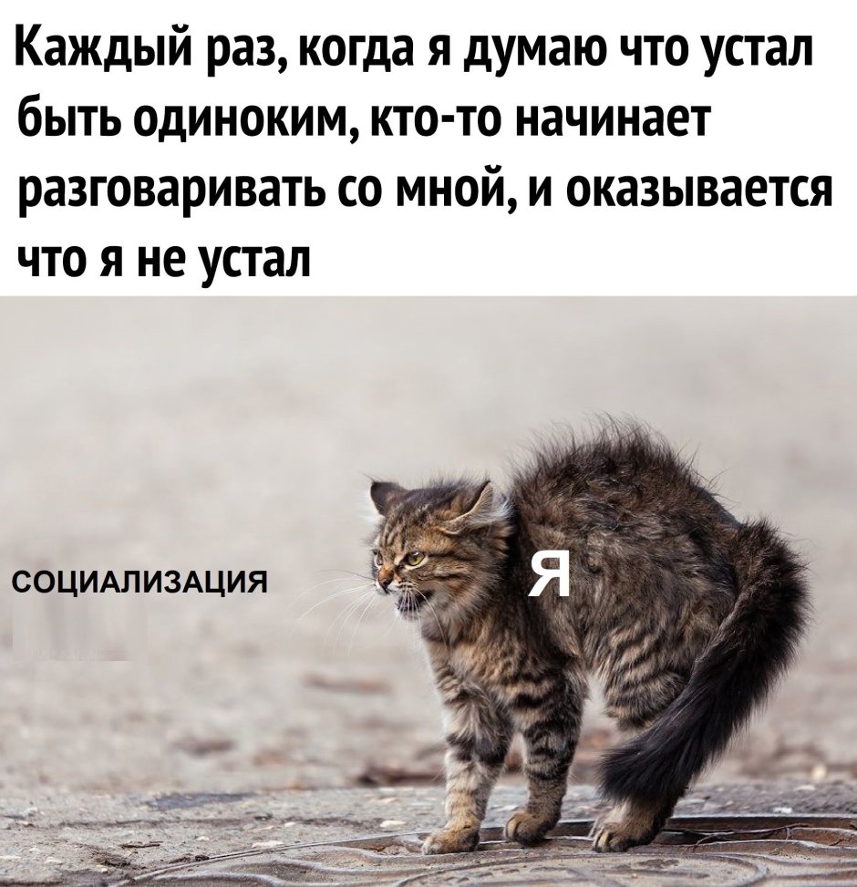 Котенок шипит