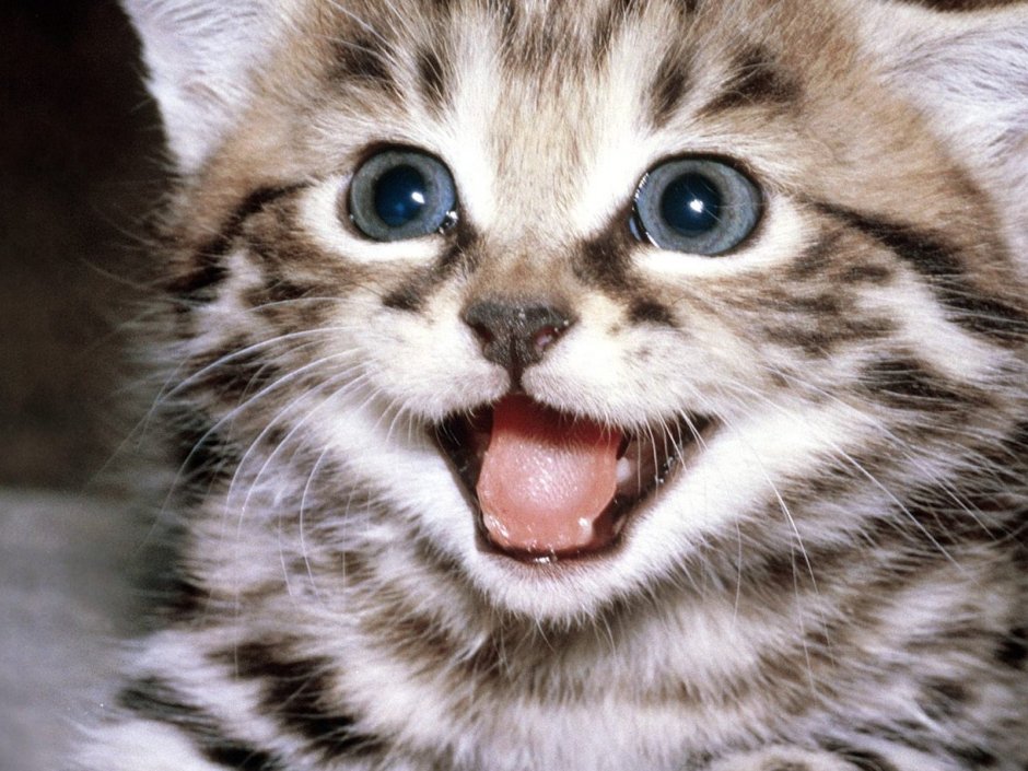 Котенок смеется