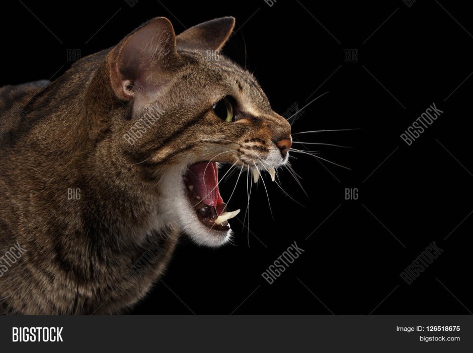 Кот с открытой пастью в профиль