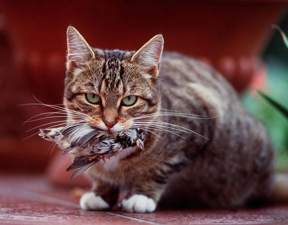 Агрессивная кошка