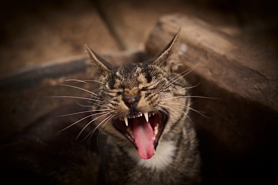 Шипящая кошка