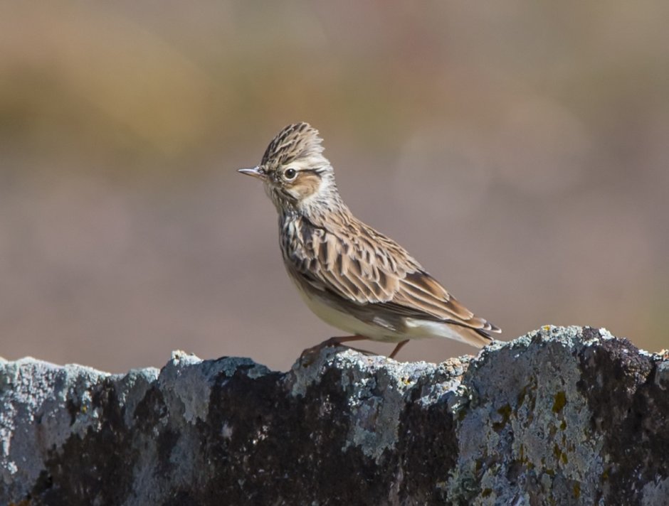 Лесной Жаворонок (Lullula Arborea)