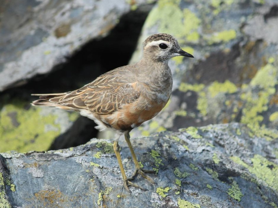 Хрустан – Eudromias morinellus