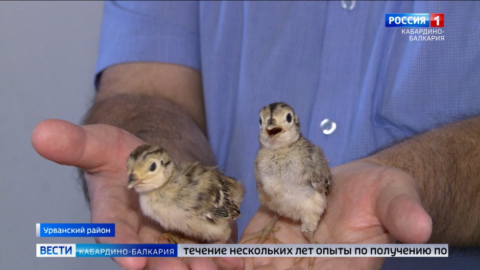 Северокавказский фазан