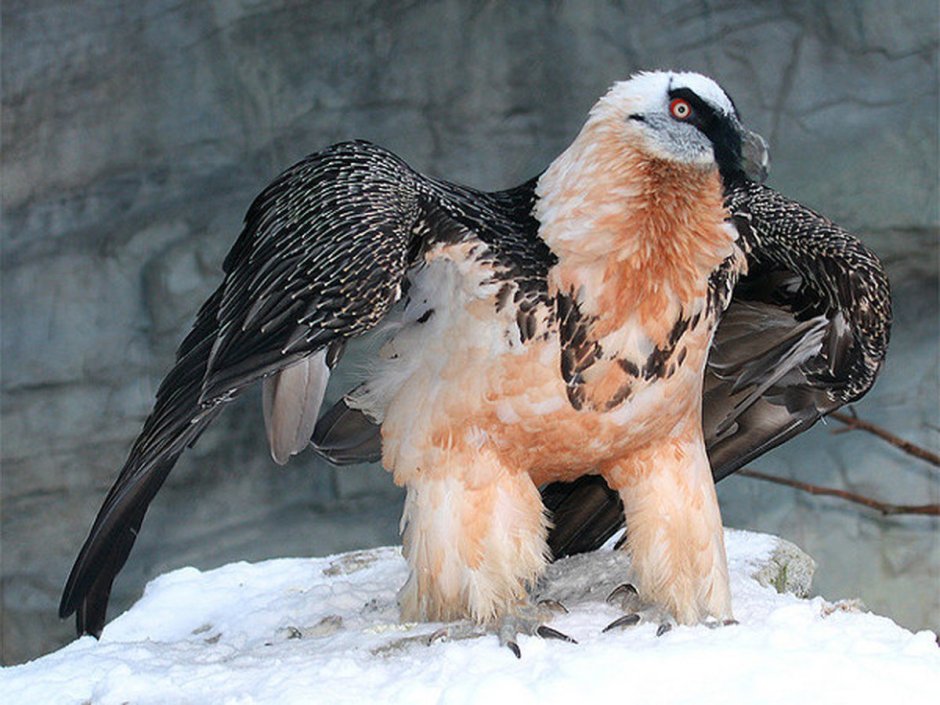 Кваква (nycticorax nycticorax)
