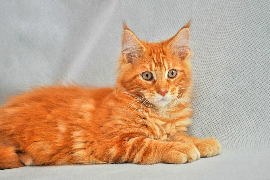 Сомалийская кошка