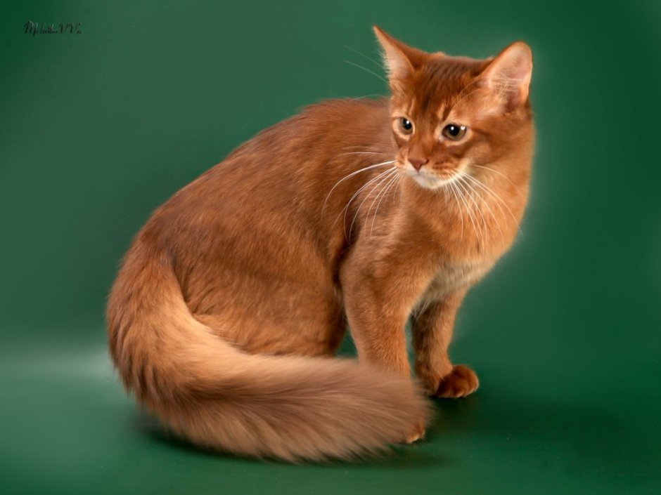 Сомалийская кошка