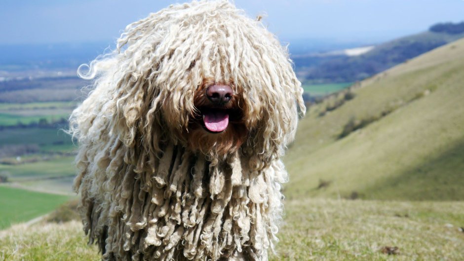 Komondor Westminster