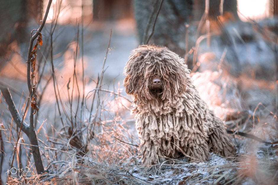 Американский пули собака