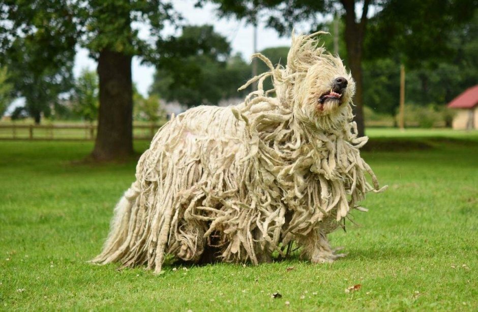 Венгерская овчарка Комондор щенки