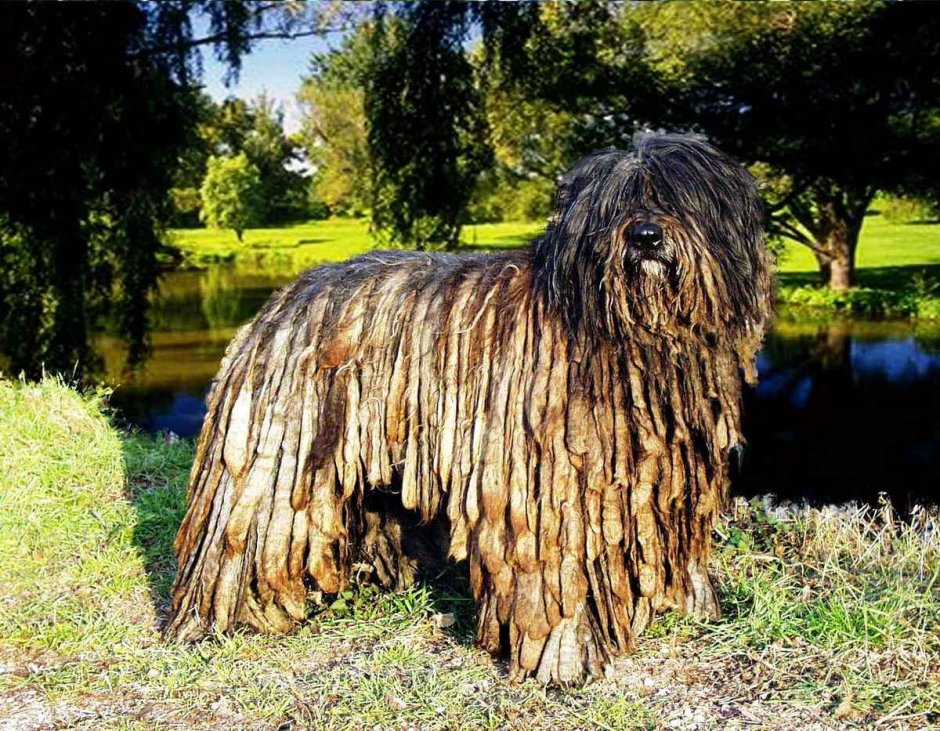 Лысый Бергамаско