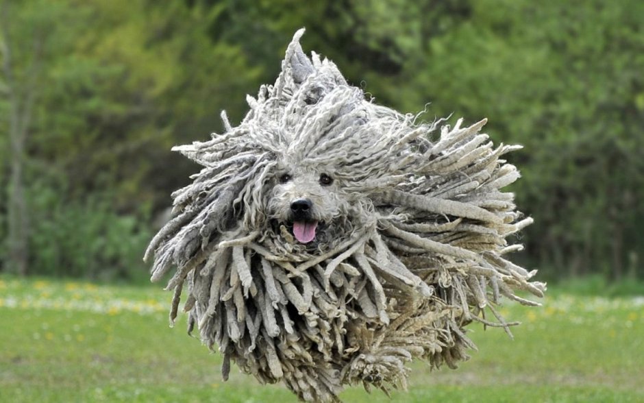 Венгерская овчарка пули