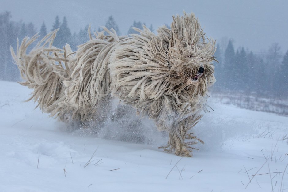 Древняя венгерская овчарка с дредами