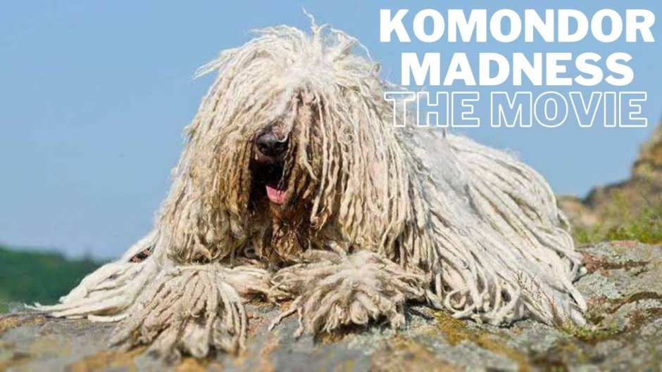 Венгерская овчарка пули