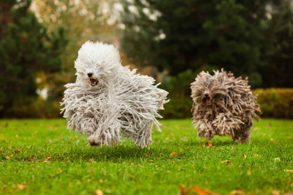 Комондор / Komondor (53) к