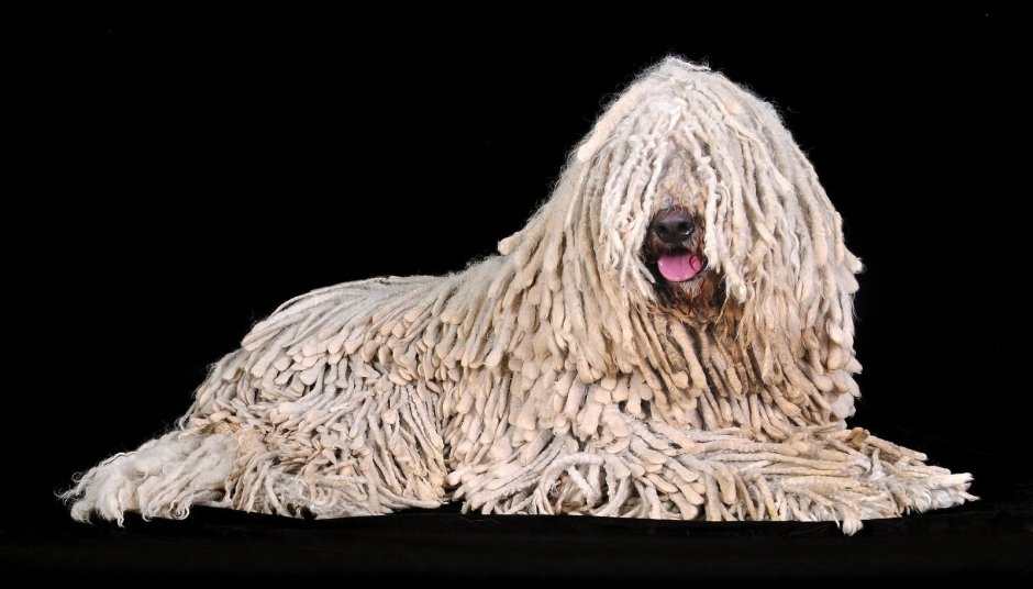 Комондор венгерская овчарка