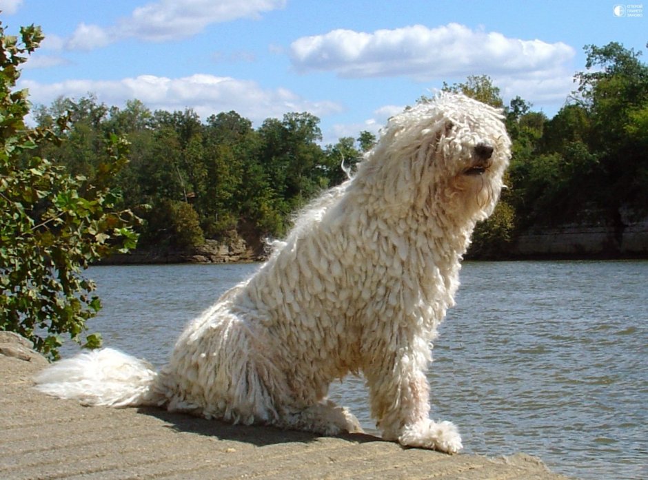 Венгерская овчарка пули