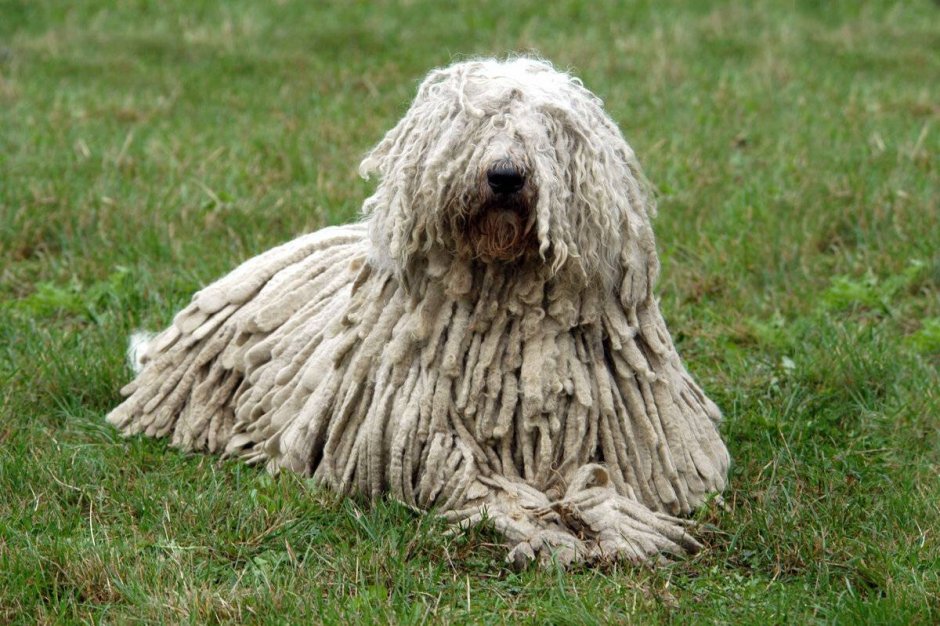 Комондор венгерская овчарка