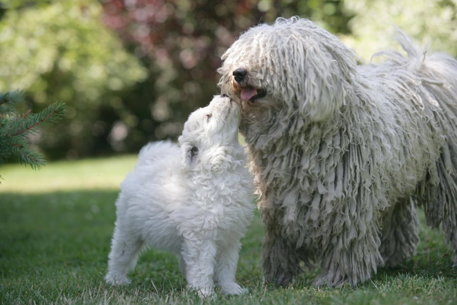 Породы пули (венгерская овчарка)