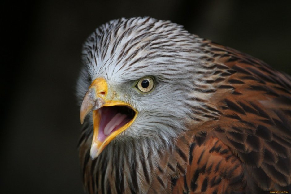 Birds of Prey черная канарейка