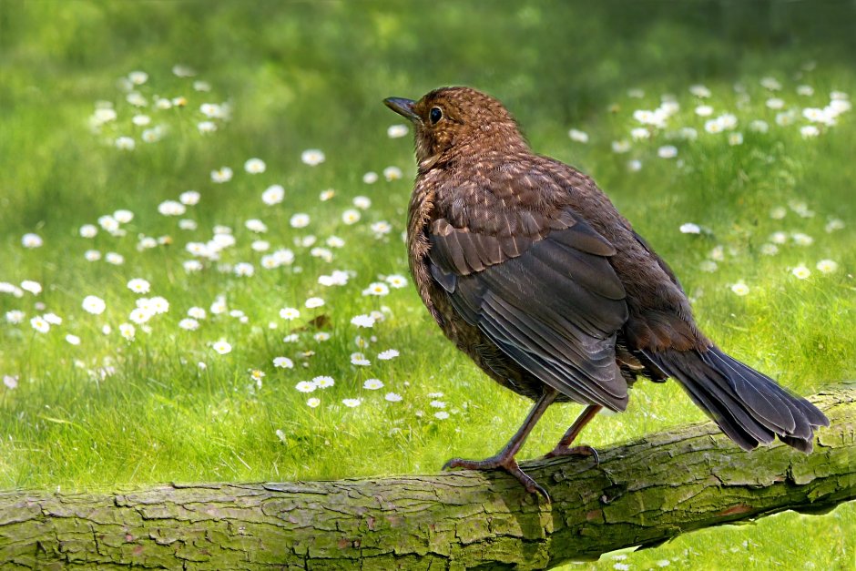 Сойка garrulus glandarius