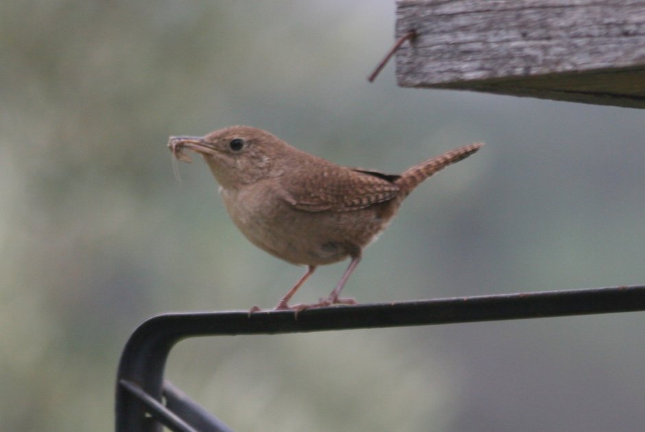 Bronzed Cowbird